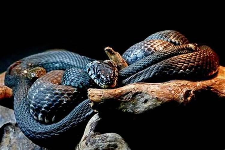 孕妇梦见黑蛇是什么意思