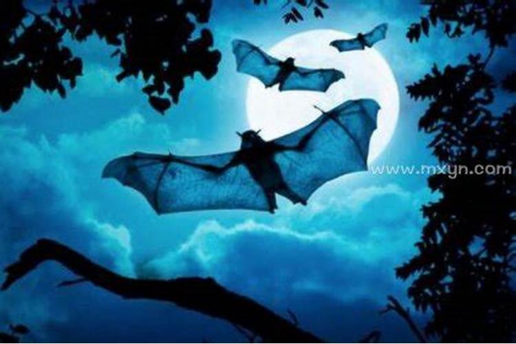 梦到蝙蝠是什么意思