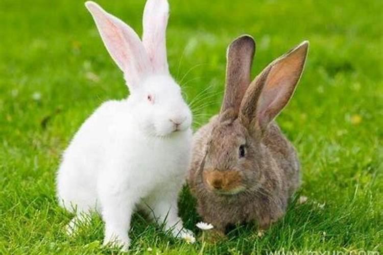 梦见一群兔子是什么预兆