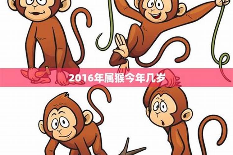 属猴是什么年