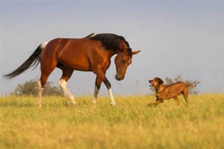 狗与马属相合吗