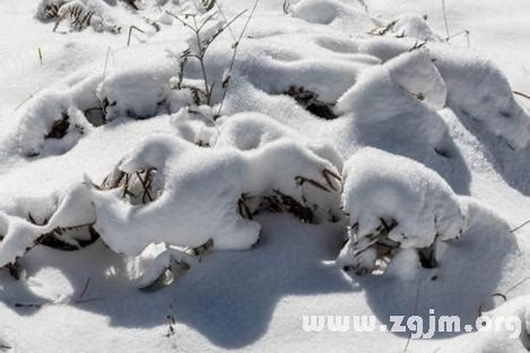 梦到下雪滑雪什么预兆呢