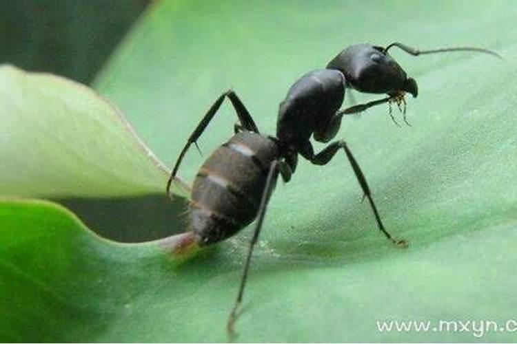 梦见蚂蚁咬自己是什么预兆