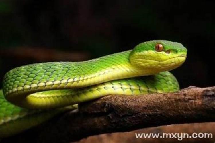 梦见绿蛇是什么预兆女性