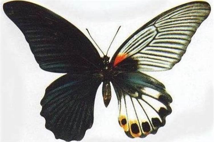蝴蝶代表什么生肖