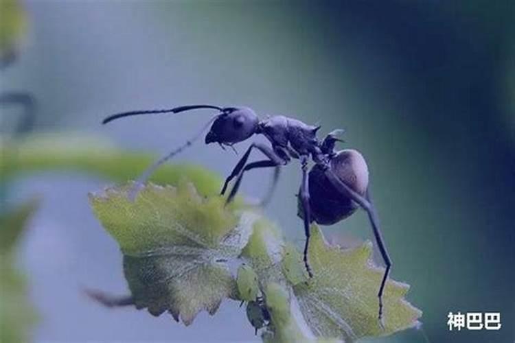 梦见死蚂蚁是什么预兆