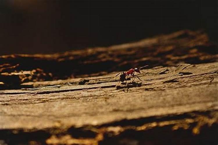 梦见自己打死蚂蚁意味着什么