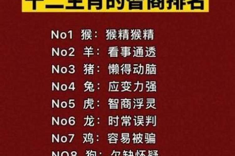 蜘蛛是代表什么生肖