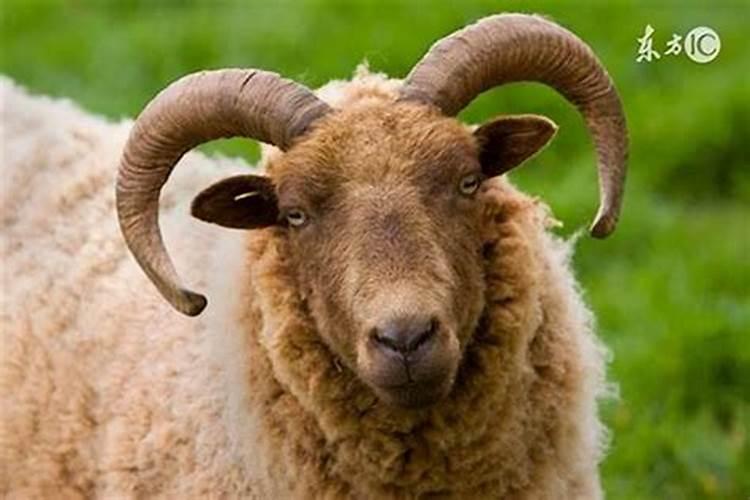 羊左羊右是什么生肖