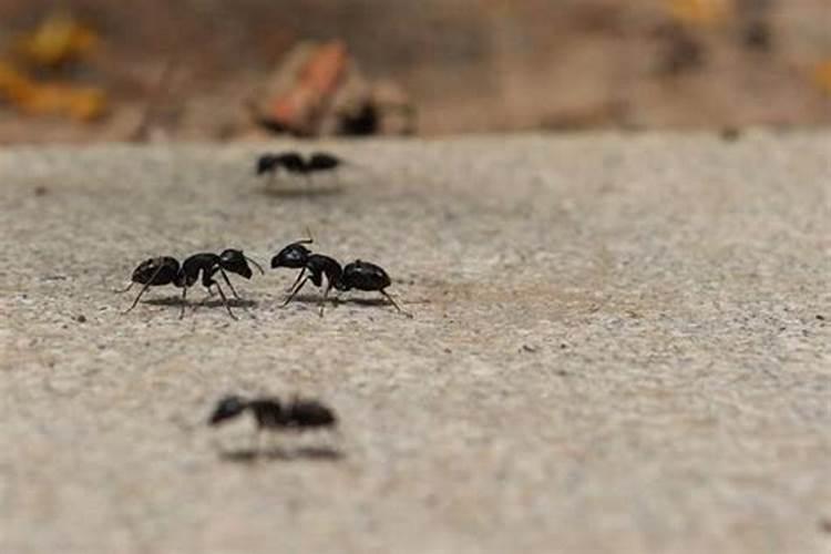 梦到蚂蚁窝很多蚂蚁