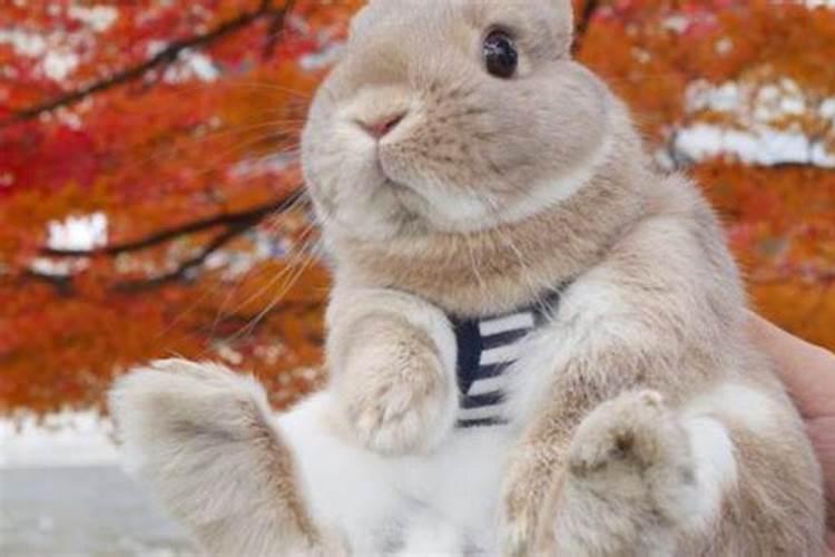 属兔的吉祥物是什么最好