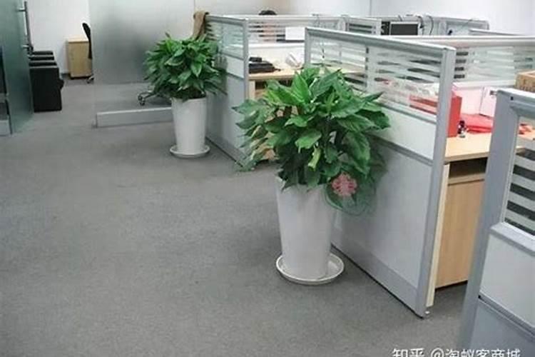 十二生肖办公室风水布局注意 办公室里放什么植物比较好