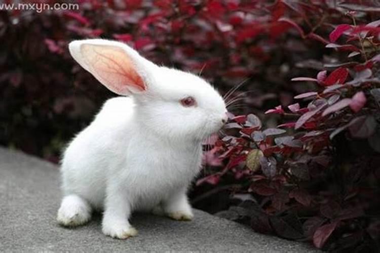 梦见大白兔是什么意思