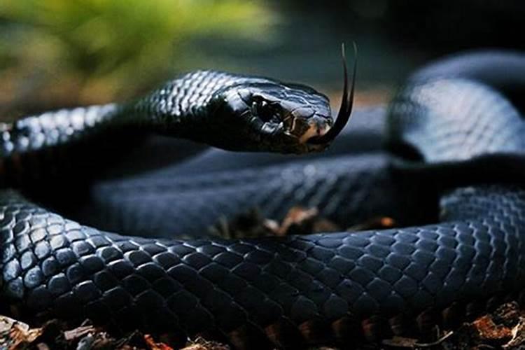 梦见大黑蛇是什么预兆