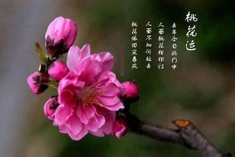 婚姻宫坐桃花（算命先生怎么说桃花运）