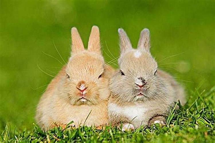 属兔的和属鼠的能婚配吗？属兔和属猫在一起好吗