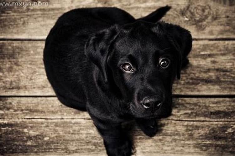 怀孕梦见大黑狗是什么意思