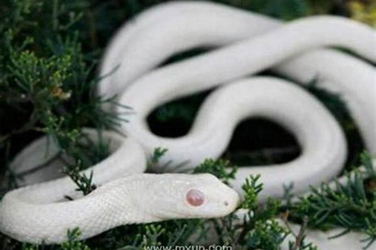 梦见大白蛇是什么预兆