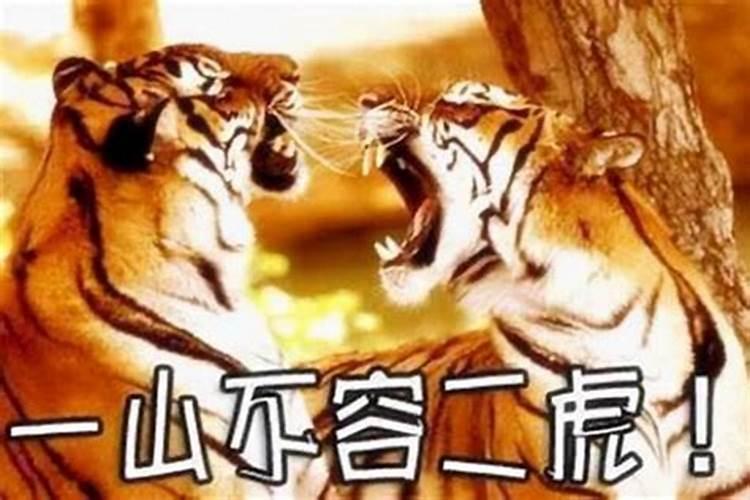 父母属猪狗孩子属虎好吗？不宜生虎宝宝的属相