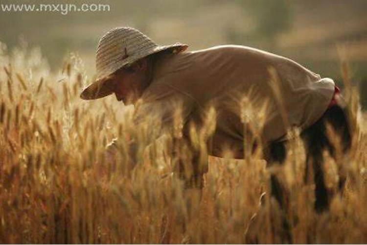 梦到割麦子是什么意思周公解梦