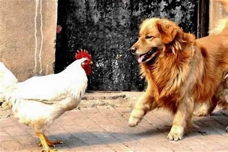 狗与鸡可以属配婚姻吗