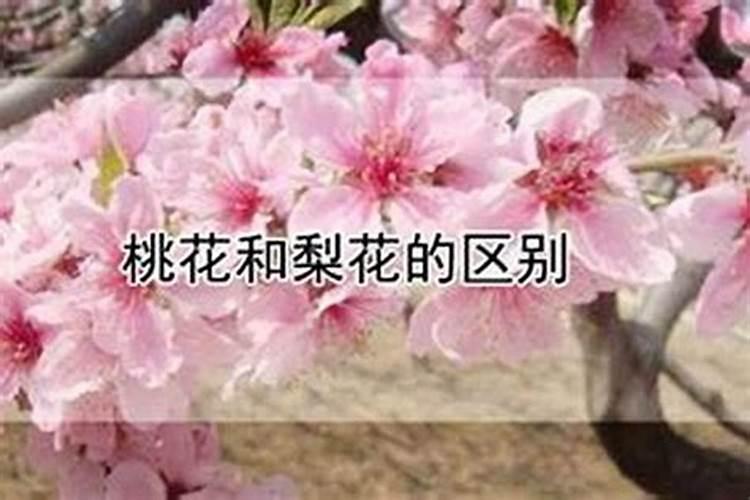 怎样查命犯桃花？桃花运都有什么桃花