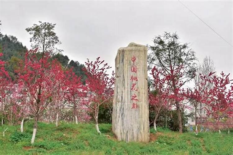 广元大石桃花源 桃花枝挂在哪里招桃花