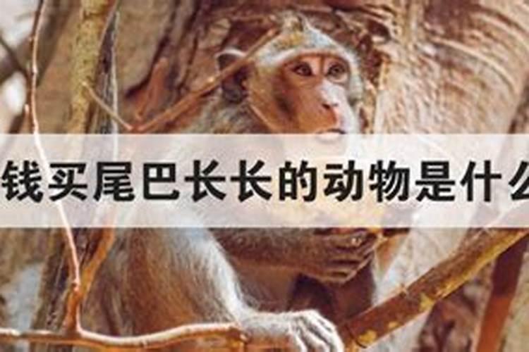 欲钱买无家可归的动物是什么生肖