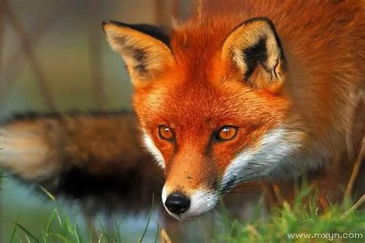 梦见红狐狸代表什么