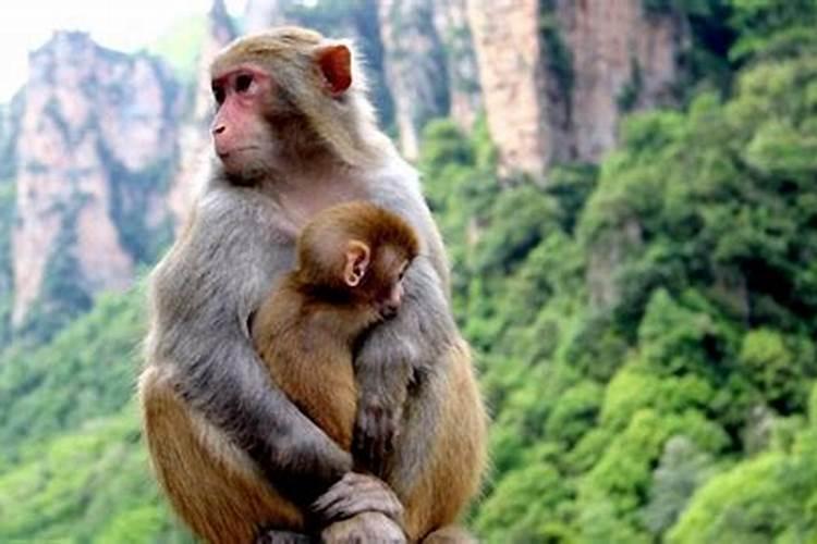 属猴和什么属相婚姻最配