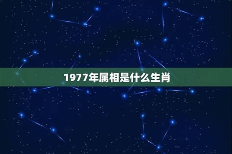 1977年属什么的生肖