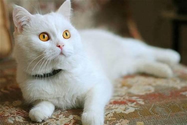 已婚女人梦见白猫是什么预兆