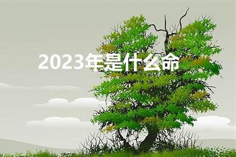 2023年属什么