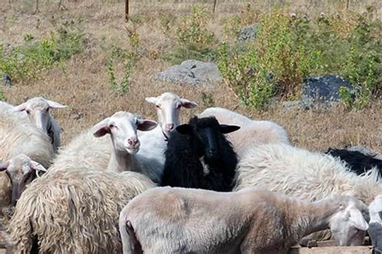 梦见羊是什么意思周公解梦梦见羊追人