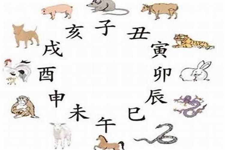 猪冲蛇必开生肖