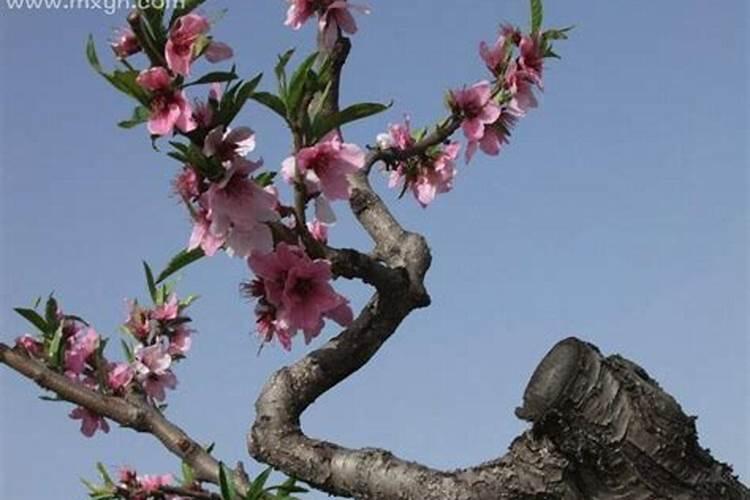 梦见桃树是什么意思