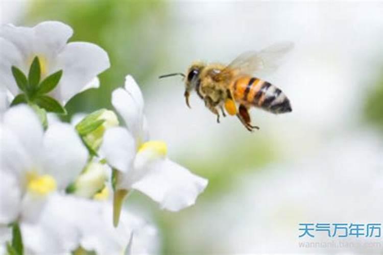梦见蜜蜂是什么意思