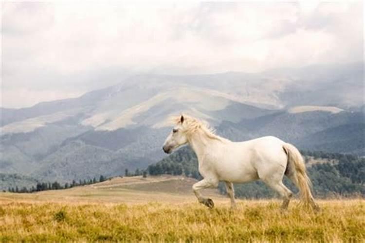 梦到一匹白马是什么征兆