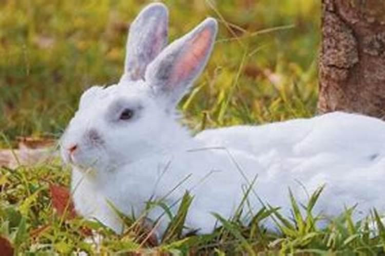 八几年属兔的是哪一年出生的