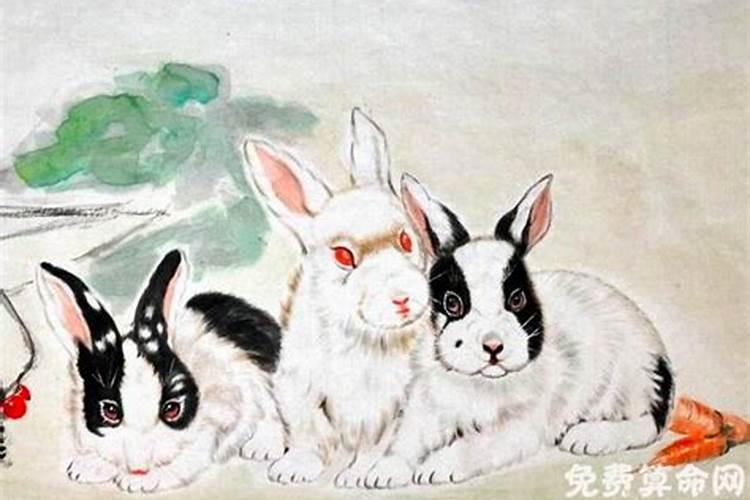 八几年属兔的是哪一年出生的