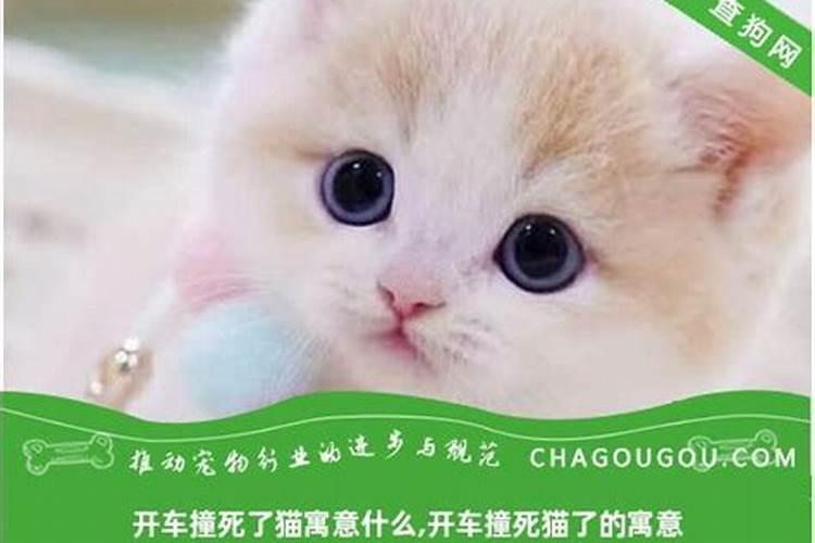 梦见开车撞死猫有什么预兆