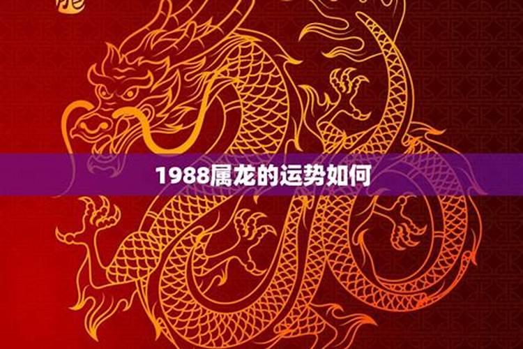 1988是属龙的吗