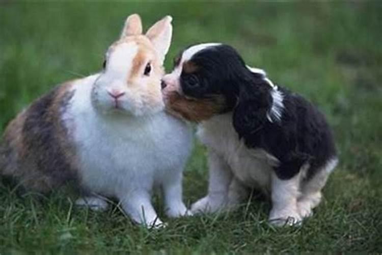 兔和狗婚姻相配吗