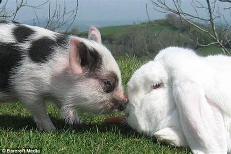 猪与兔子属相合作生意