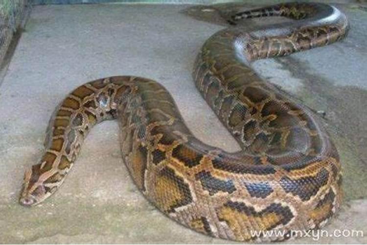 梦见一条大蟒蛇把人吃了是什么意思