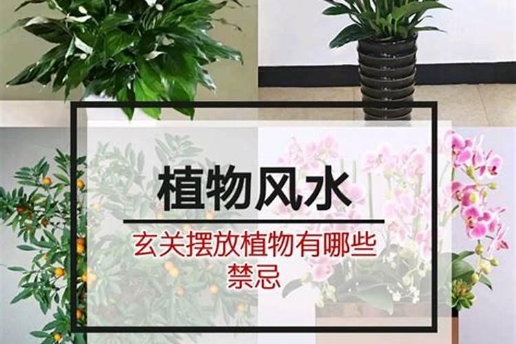 室内植物怎么摆放?风水要注意什么呢