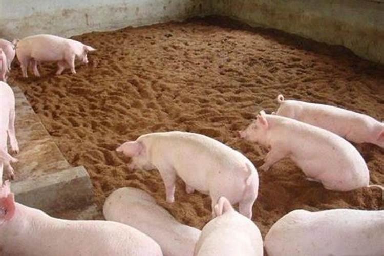 梦见猪和猪粪预兆什么