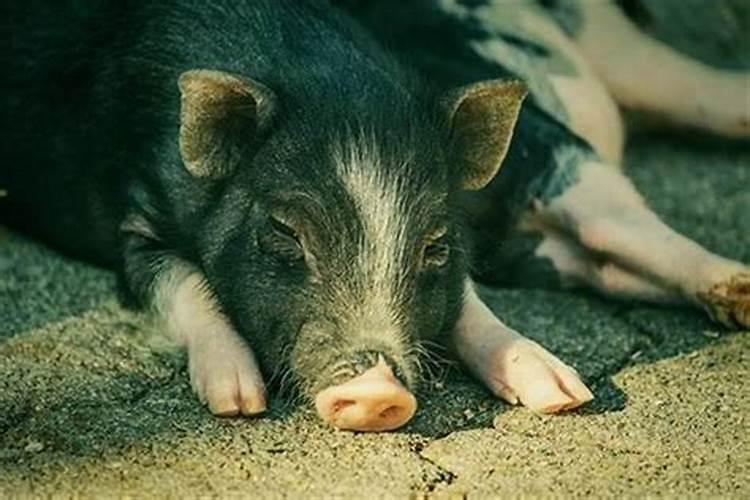 梦见猪和猪粪是什么意思