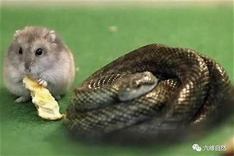 蛇鼠一窝是什么动物打一生肖
