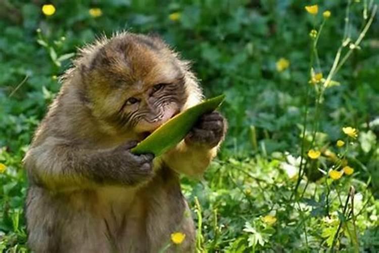 属猴养什么花能旺财